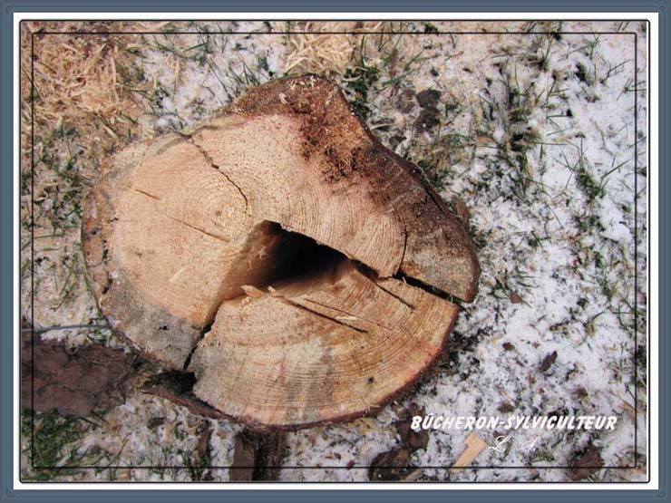 Buche suédoise découpe